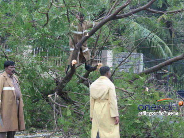 புதர்மண்டிய பூங்காக்கள்