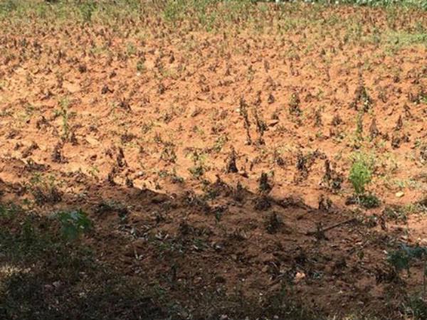 50 விவசாயிகள் மரணம் 