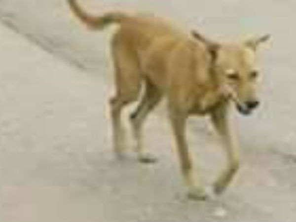  600 கி.மீ நடந்த நாய் 