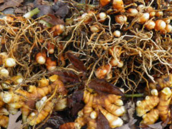 மஞ்சள் விளைச்சல் பாதிப்பு