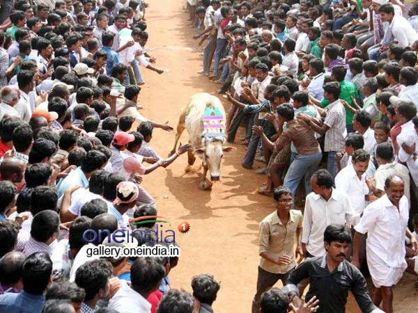 வாடிவாசல் தாண்டுமா?