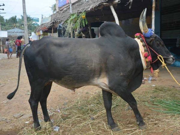 காளைகளுடன் மறியல்