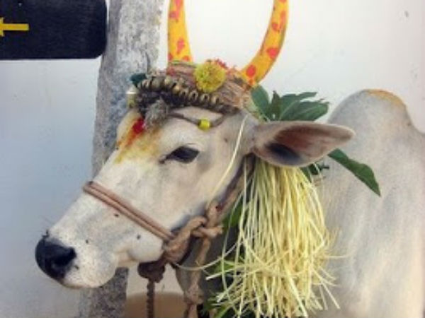 மாட்டுப்பொங்கல்