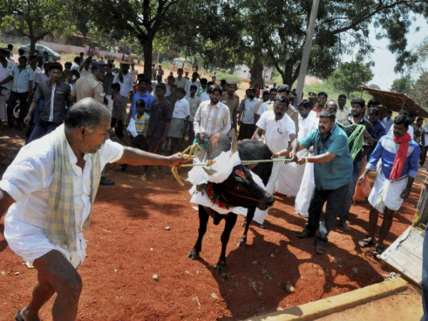 காளைகள் ஊர்வலம் 