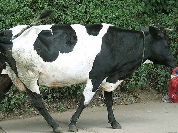 ஜெர்ஸி மாடுகள் 