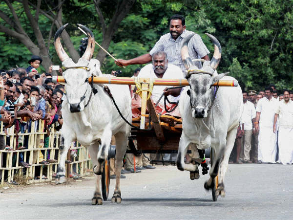 அரசு நடத்திய ரேக்ளா ரேஸ் 