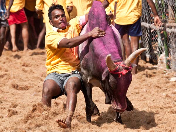 காளைகளுக்கு பயிற்சி