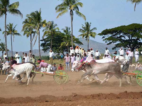 மாட்டுவண்டி பந்தயம் மாட்டுவண்டி பந்தயம்