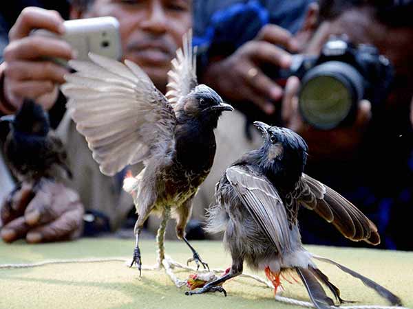 அஸ்ஸாமில் புல்புல் குருவி சண்டை அஸ்ஸாமில் புல்புல் குருவி சண்டை