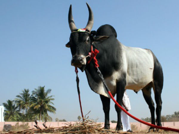 தயாராகும் காளைகள் 