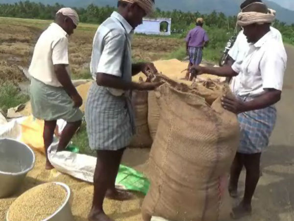 திறந்த வெளியில் நெல் மூட்டைகள் 
