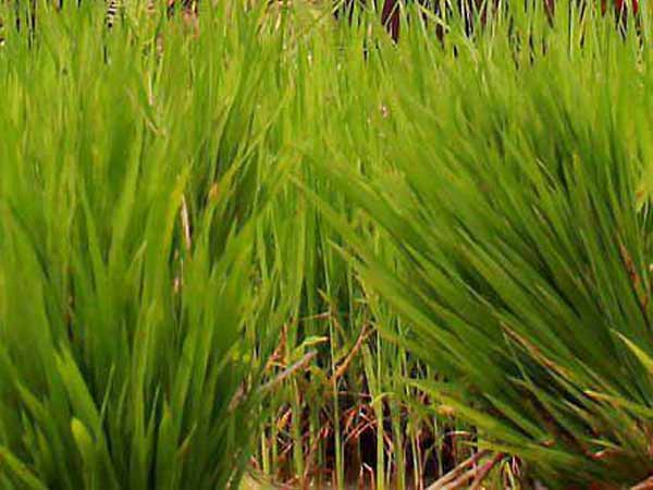 விவசாயி மரணம் 