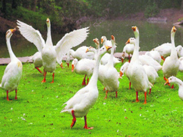 Bird survey will be held next month in Tirunelveli and Tuticorin district Bird survey will be held next month in Tirunelveli and Tuticorin district
