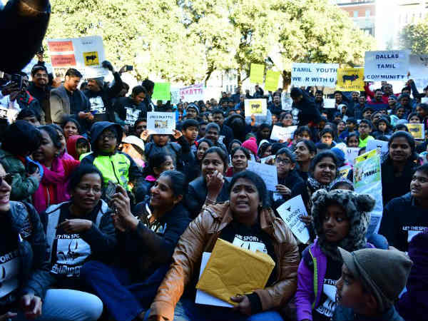 1500 Tamils gather Dallas Downtown for Jallikkattu 