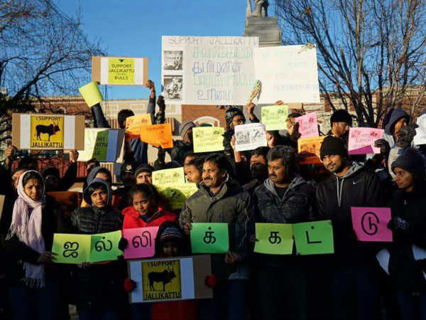Pro Jallikkattu agitation in Walmart capital