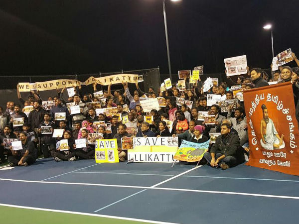  US Tamils continuing Jallikkattu protests in weekdays too