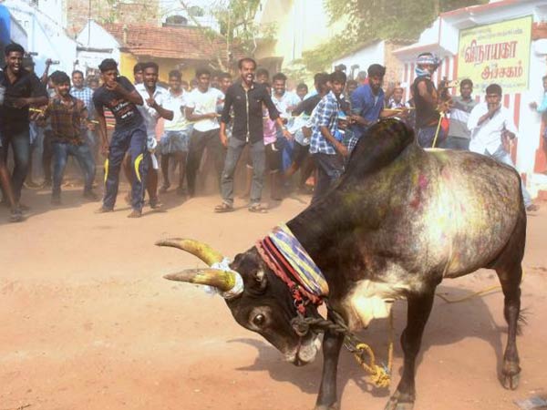 What are the options stay with Tamilnadu government in Jallikattu? What are the options stay with Tamilnadu government in Jallikattu?