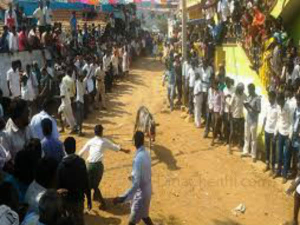 Everyone know Jallikkattu now... But anyone know Eruthukkattu?