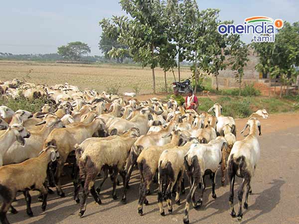 Jallikkatu, a mini Pongal special series