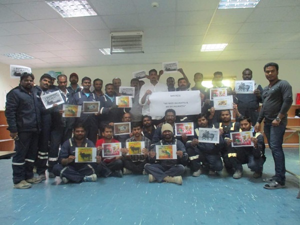 Kuwait Tamilians fight for jallikattu 