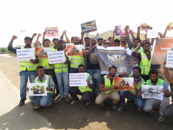 Saudi people support for Jallikkattu Saudi people support for Jallikkattu
