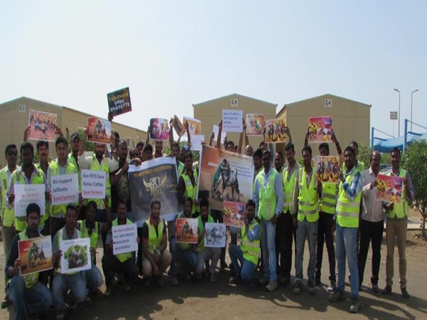 Saudi people support for Jallikkattu Saudi people support for Jallikkattu