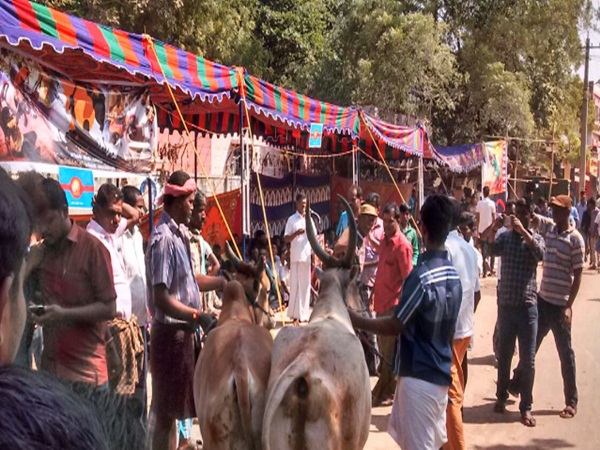 Jallikattu Protest 4th day in Tuticorin and nellai