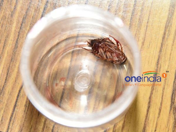 மூளையில் கரப்பான் 