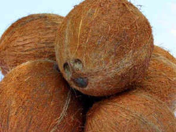 தேங்காய் சட்னிக்கு தடா