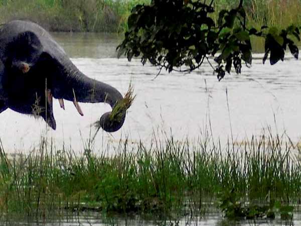 யானைகளுக்கு மூலிகை உணவுகள்