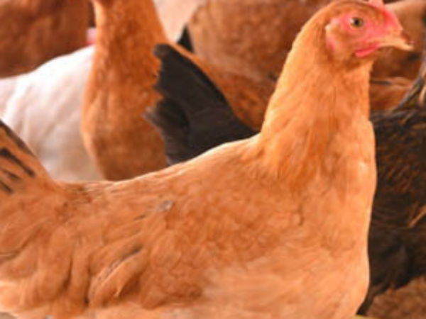 குஞ்சுகள் பொறிக்கவில்லை 