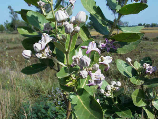 Ratha Sapthami pray Lord Suryabhagavan 