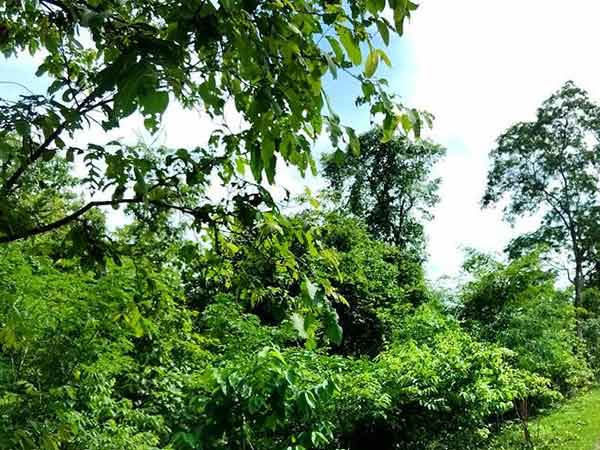 கிரகங்களின் தன்மைக்கேற்ற மரங்கள்