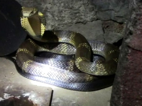 வனத்துறைக்கு தகவல் வனத்துறைக்கு தகவல்