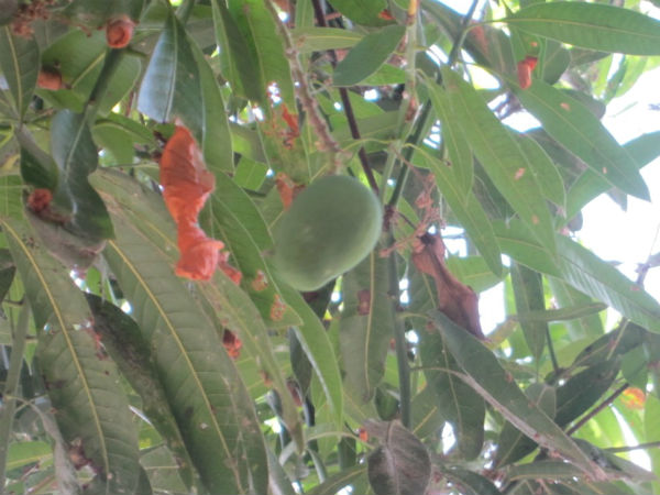 பொய்த்துப்போன பருவமழை