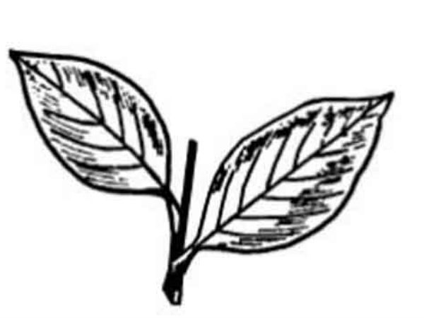 மீண்டும் திரும்பிய இரட்டை இலை 