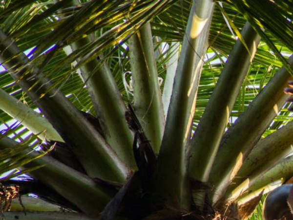 போதை மருந்து கலப்பு..