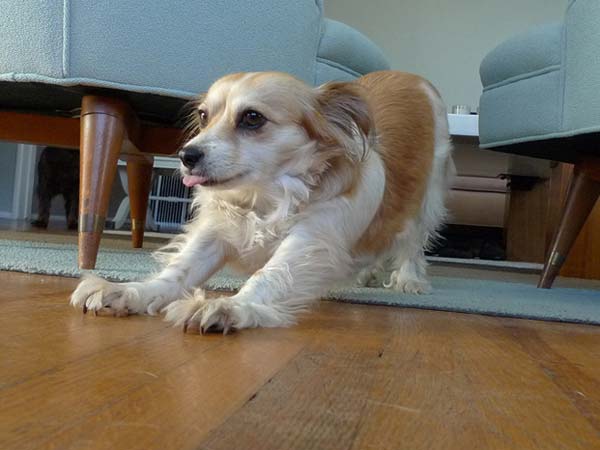 வளர்ப்பு பிராணிகளுக்கு பாதுகாப்பு 