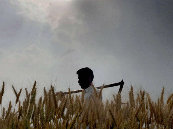 கருகிய தென்னை 