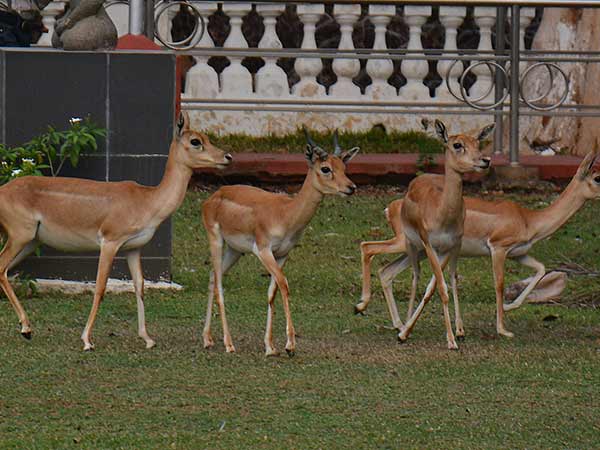 ரசித்த பொதுமக்கள்