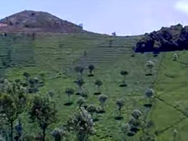 உயிலைத் தேடி உயிலைத் தேடி