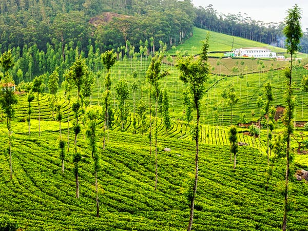 நகைகள் விற்பனை 