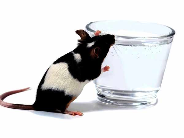 எலி குடிச்சிருச்சு