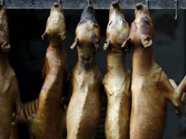 நாய் கறிதான்...