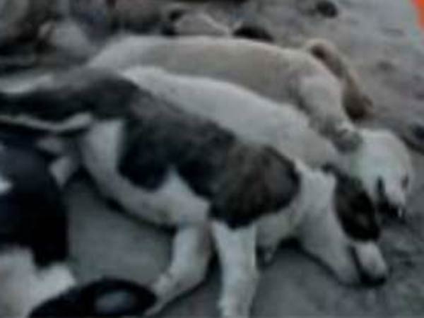 25 நாய்கள் மரணம்