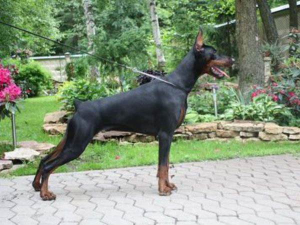 நாய் கடத்தல் தொழில் 