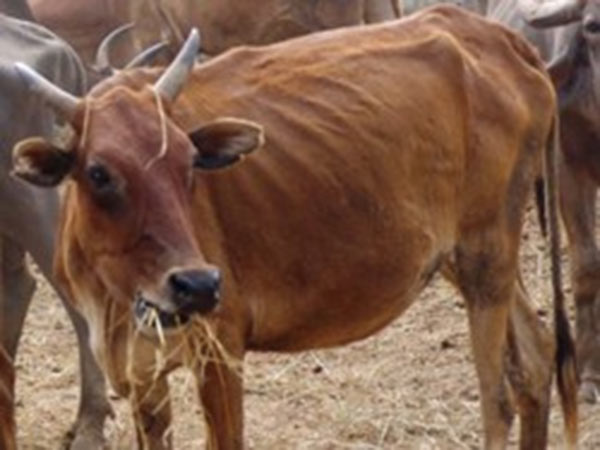 மாடுகள் திருட்டு