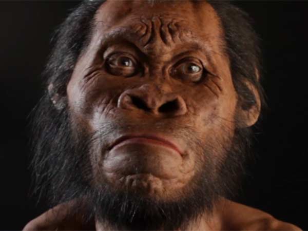 ஹோமோ நாலெடி