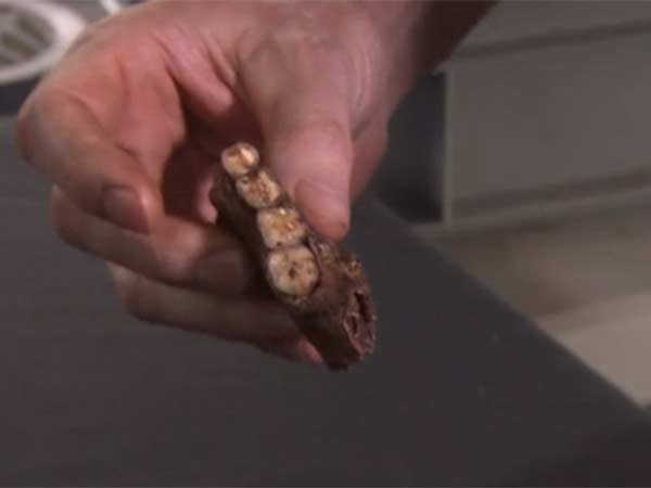 மனிதர்களோடு இணைந்து வாழ்ந்துள்ளனர்