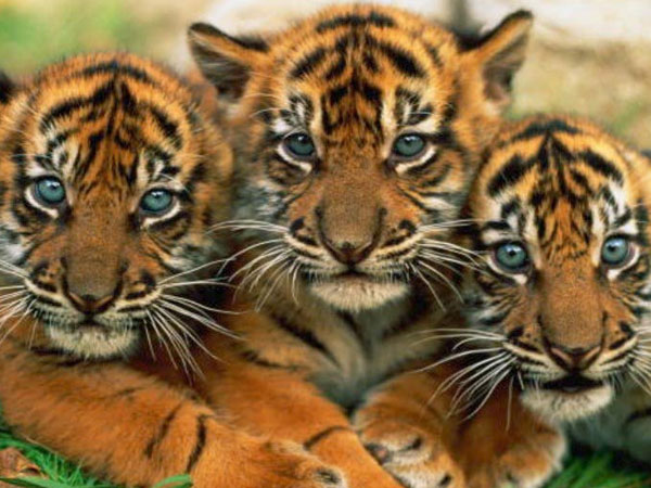 7 புலிக்குட்டிகள்